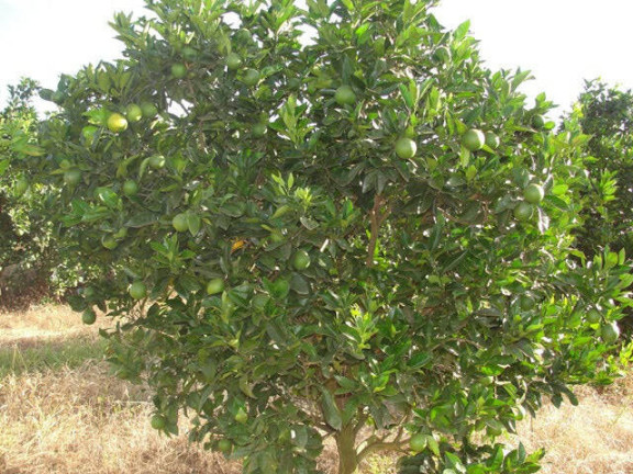Imagem Fazenda à Venda, 41.140.000 m² em Zona Rural - Angatuba Imagem Fazenda à Venda, 41.140.000 m² em Zona Rural - Angatuba