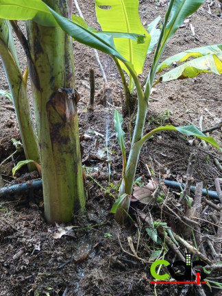 Imagem Imóvel à Venda, 1 m² em Caldas - Caldas