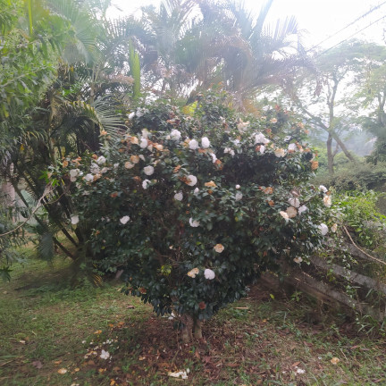 Imagem Fazenda à Venda, 2.000 m² em Chácara Bom Tempo - Franco Da Rocha Imagem Fazenda à Venda, 2.000 m² em Chácara Bom Tempo - Franco Da Rocha