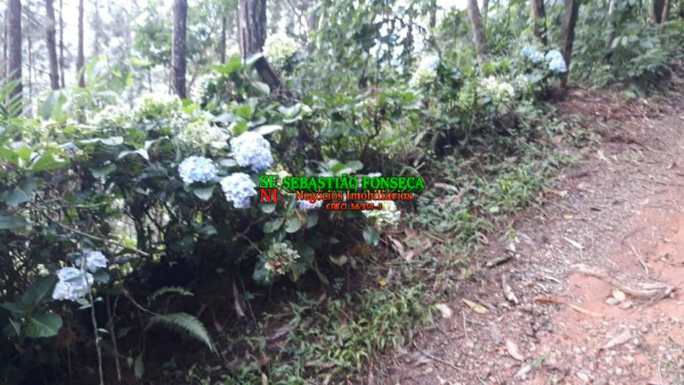 Imagem Chácara à Venda, 40.000 m² em São Francisco Xavier - São José Dos Campos Imagem Chácara à Venda, 40.000 m² em São Francisco Xavier - São José Dos Campos