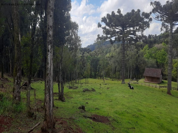Imagem Terreno à Venda, 2 m² em Linha Imperial - Nova Petrópolis