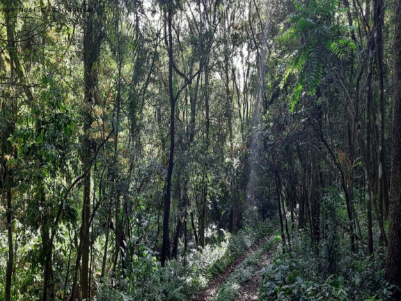 Imagem Terreno à Venda, 3 m² em São Jacó - Nova Petrópolis