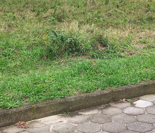 Imagem Terreno à Venda, 265 m² em Ambrósio - Garopaba