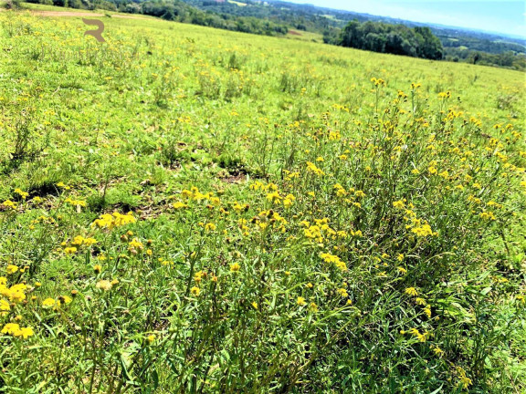 Imagem Chácara à Venda, 5.000 m² em Fiuza - Viamão Imagem Chácara à Venda, 5.000 m² em Fiuza - Viamão
