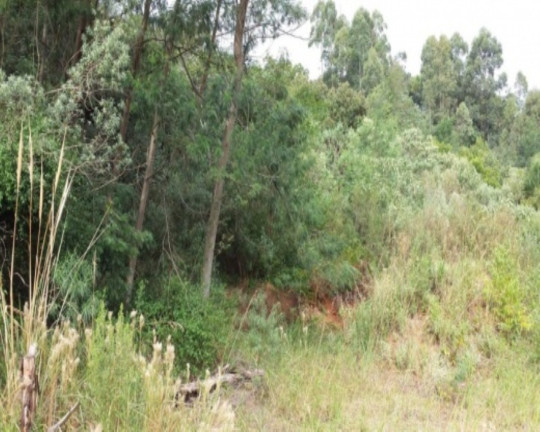 Imagem Terreno à Venda, 2.498 m² em Pousada Da Neve - Nova Petrópolis Imagem Terreno à Venda, 2.498 m² em Pousada Da Neve - Nova Petrópolis