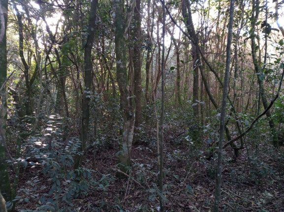 Imagem Chácara à Venda, 9.000 m² em São Luiz Do Purunã - Balsa Nova Imagem Chácara à Venda, 9.000 m² em São Luiz Do Purunã - Balsa Nova