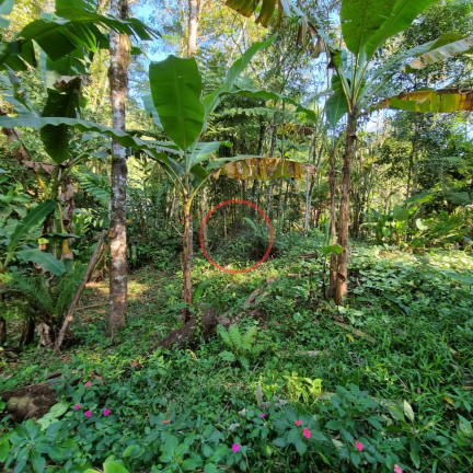 Imagem Terreno à Venda, 400 m² em Boiçucanga - São Sebastião Imagem Terreno à Venda, 400 m² em Boiçucanga - São Sebastião