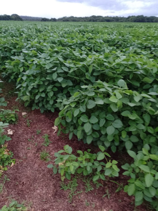 Imagem Imóvel à Venda, 182 m² em área Rural De Três Lagoas - Três Lagoas Imagem Imóvel à Venda, 182 m² em área Rural De Três Lagoas - Três Lagoas