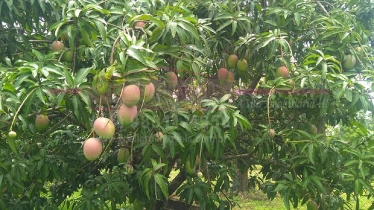 Imagem Chácara com 3 Quartos à Venda, 300 m² em Zona Rural - Boituva