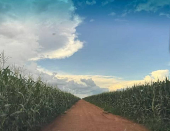 Imagem Terreno à Venda, 200 m² em Sorriso Imagem Terreno à Venda, 200 m² em Sorriso