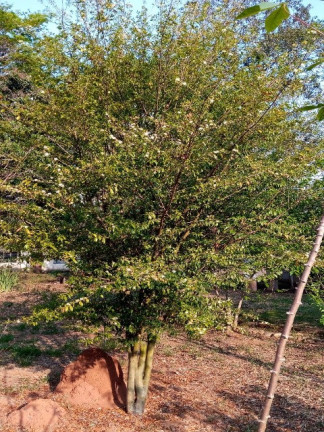 Imagem Chácara com 2 Quartos para Alugar ou Temporada, 1.512 m² em Jardim Tarantela - Jundiaí Imagem Chácara com 2 Quartos para Alugar ou Temporada, 1.512 m² em Jardim Tarantela - Jundiaí