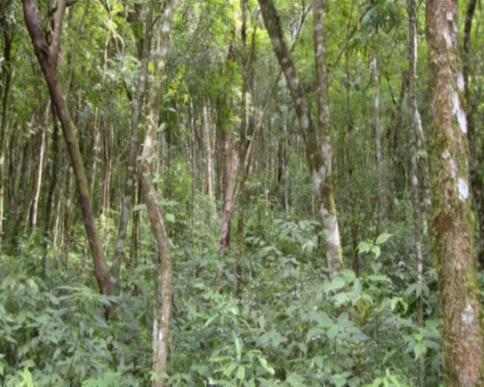 Imagem Terreno à Venda, 6 m² em Fazenda Pirajá - Nova Petrópolis Imagem Terreno à Venda, 6 m² em Fazenda Pirajá - Nova Petrópolis