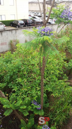 Imagem Terreno à Venda, 500 m² em Jardim Vila Formosa - São Paulo Imagem Terreno à Venda, 500 m² em Jardim Vila Formosa - São Paulo