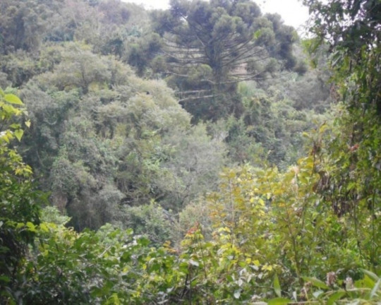 Imagem Terreno à Venda, 190.000 m² em Linha Olinda - Nova Petrópolis Imagem Terreno à Venda, 190.000 m² em Linha Olinda - Nova Petrópolis