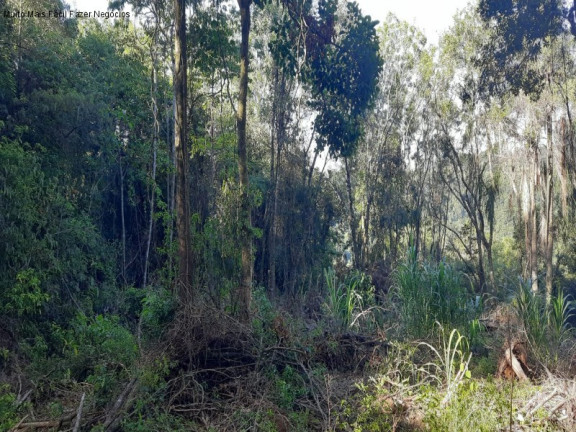 Imagem Terreno à Venda, 13.823 m² em Linha Olinda - Nova Petrópolis Imagem Terreno à Venda, 13.823 m² em Linha Olinda - Nova Petrópolis