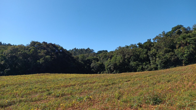 Fazenda à Venda,  em Zona Rural - Araucaria