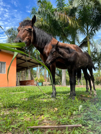 Imagem Chácara com 3 Quartos à Venda, 348.600 m² em Centro - Juquiá Imagem Chácara com 3 Quartos à Venda, 348.600 m² em Centro - Juquiá