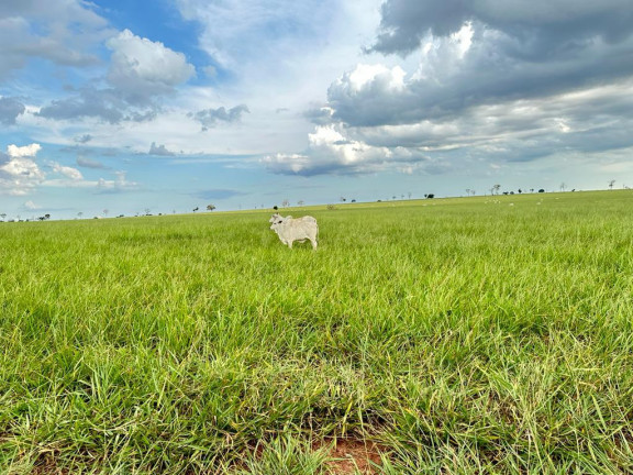 Imagem Fazenda à Venda, 5.793 m² em Rural - Nova Andradina Imagem Fazenda à Venda, 5.793 m² em Rural - Nova Andradina