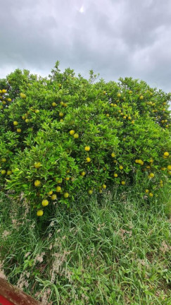 Imagem Fazenda à Venda, 181 m² em Rural - Araraquara Imagem Fazenda à Venda, 181 m² em Rural - Araraquara