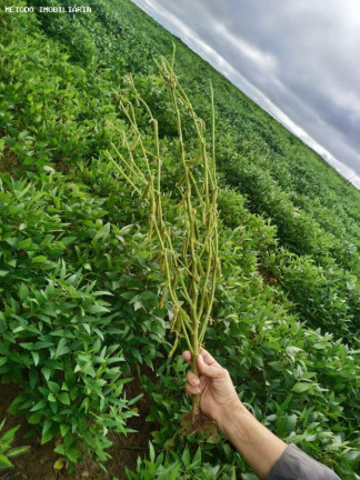 Imagem Fazenda à Venda, 4.405 m² em Rural - Mineiros Imagem Fazenda à Venda, 4.405 m² em Rural - Mineiros