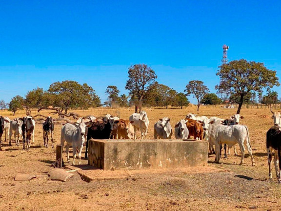Imagem Fazenda à Venda, 500.000 m² em Zona Rural - Luziânia Imagem Fazenda à Venda, 500.000 m² em Zona Rural - Luziânia