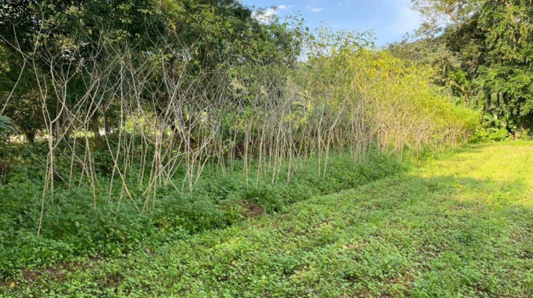 Imagem Imóvel com 3 Quartos à Venda, 12.000 m² em Cachoeira - Antonina