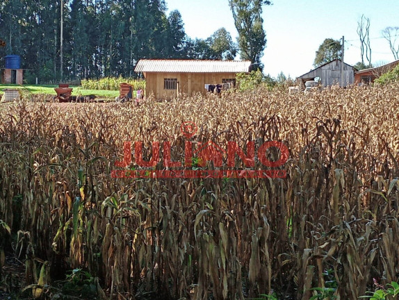 Imagem Chácara à Venda, 24.400 m² em Mafra Imagem Chácara à Venda, 24.400 m² em Mafra