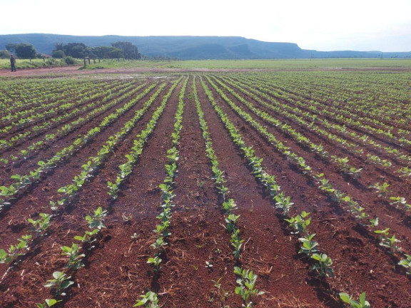 Imagem Fazenda à Venda, 15.000 m² em Mato Grosso Imagem Fazenda à Venda, 15.000 m² em Mato Grosso