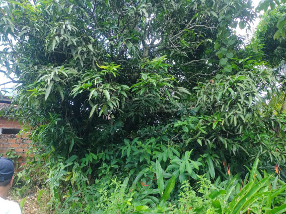 Terreno à Venda, 504 m² em Vera Cruz