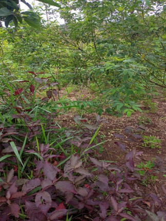 Imagem Terreno à Venda, 360 m² em Vele Do Sol - São Joaquim De Bicas Imagem Terreno à Venda, 360 m² em Vele Do Sol - São Joaquim De Bicas