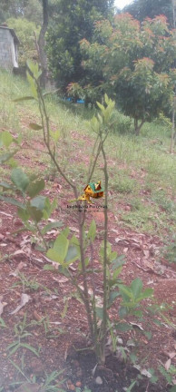 Imagem Chácara com 1 Quarto à Venda, 1.000 m² em Ponunduva - Cajamar