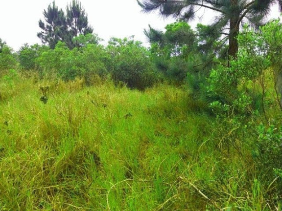 Imagem Terreno à Venda, em Araçatuba - Imbituba Imagem Terreno à Venda, em Araçatuba - Imbituba