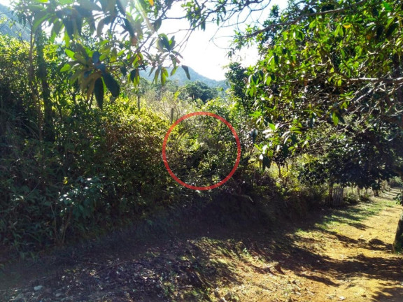 Imagem Terreno à Venda, 800 m² em Bonete - Ilhabela Imagem Terreno à Venda, 800 m² em Bonete - Ilhabela