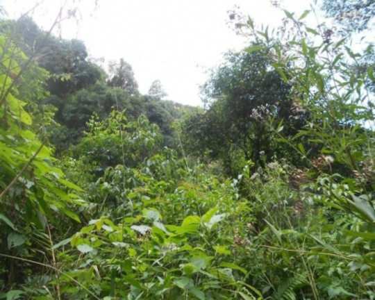 Imagem Terreno à Venda, 190.000 m² em Linha Olinda - Nova Petrópolis Imagem Terreno à Venda, 190.000 m² em Linha Olinda - Nova Petrópolis