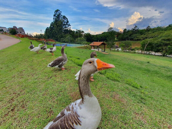 Imagem Terreno à Venda, 387 m² em Itupeva Imagem Terreno à Venda, 387 m² em Itupeva
