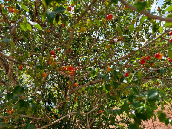 Imagem Chácara com 4 Quartos à Venda, 1 m² em Estrada Do Sol - Igarapé
