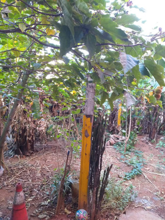 Imagem Casa com 3 Quartos à Venda, 372 m² em Rudge Ramos - São Bernardo Do Campo Imagem Casa com 3 Quartos à Venda, 372 m² em Rudge Ramos - São Bernardo Do Campo