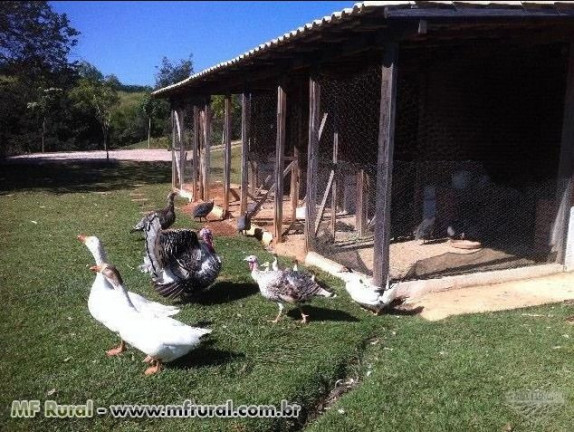 Imagem Fazenda à Venda, 28.000 m² em Joaquim Egídio - Campinas Imagem Fazenda à Venda, 28.000 m² em Joaquim Egídio - Campinas
