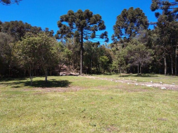 Imagem Imóvel com 1 Quarto à Venda, 20.000 m² em Criúva - Caxias Do Sul