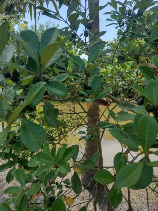 Imagem Fazenda à Venda, em Rio Das Pedras - Paranagua Imagem Fazenda à Venda, em Rio Das Pedras - Paranagua