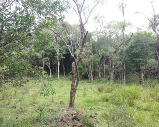 Imagem Terreno à Venda, 30 m² em Linha Bonita - Gramado Imagem Terreno à Venda, 30 m² em Linha Bonita - Gramado