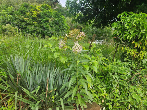 Imagem Chácara à Venda, 2 m² em Arapongas Imagem Chácara à Venda, 2 m² em Arapongas