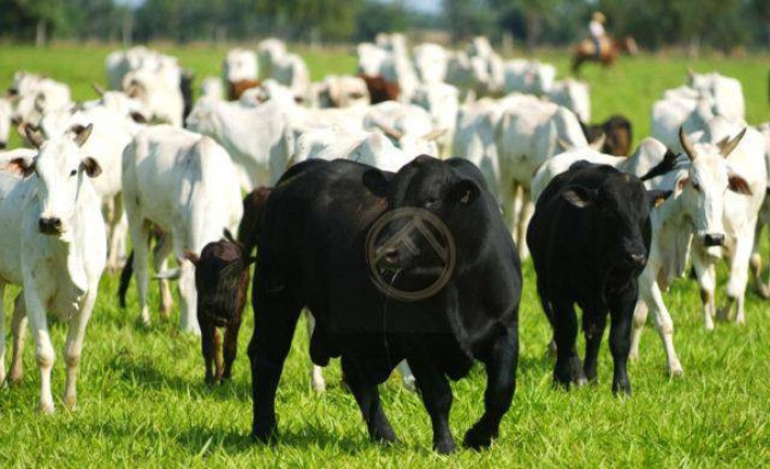 Fazenda à Venda, 2.480.000 m² em Centro - Campina Da Lagoa