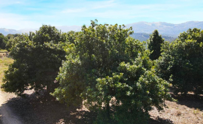 Imagem Fazenda à Venda, 6.220.000 m² em Zona Rural - São Sebastião Da Grama Imagem Fazenda à Venda, 6.220.000 m² em Zona Rural - São Sebastião Da Grama