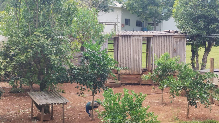 Imagem Casa com 2 Quartos à Venda, 17.600 m² em Interior - Concórdia Imagem Casa com 2 Quartos à Venda, 17.600 m² em Interior - Concórdia