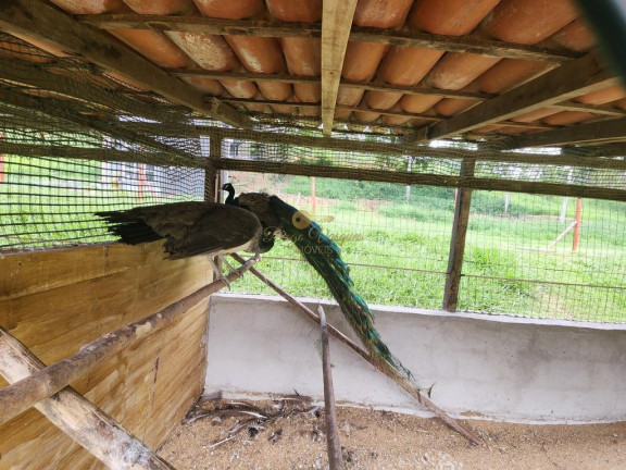 Imagem Terreno à Venda, 396 m² em Fazenda Alpina - Teresópolis Imagem Terreno à Venda, 396 m² em Fazenda Alpina - Teresópolis