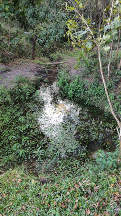 Imagem Fazenda à Venda, em Canguiri - Imaruí Imagem Fazenda à Venda, em Canguiri - Imaruí