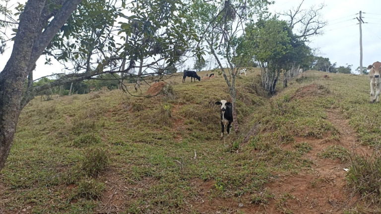 Chácara com 3 Quartos à Venda, 300 m² em Vila Amelia - Paraibuna