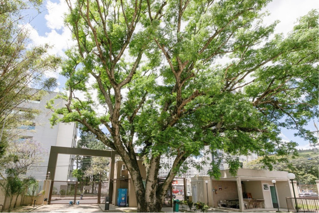 Imagem Apartamento com 2 Quartos à Venda, 44 m² em Morro Santana - Porto Alegre