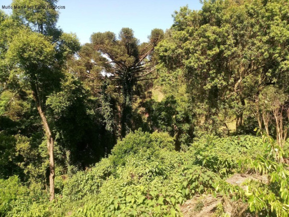 Imagem Terreno à Venda, 3.500 m² em Piá - Nova Petrópolis Imagem Terreno à Venda, 3.500 m² em Piá - Nova Petrópolis